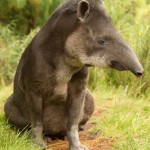 Adult Tapir