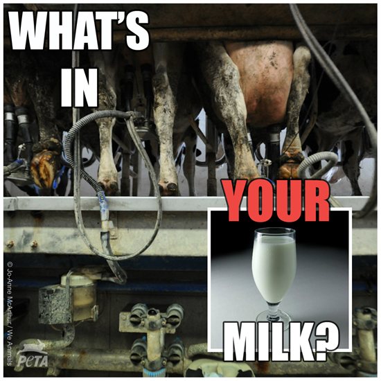 What's in Your Milk?