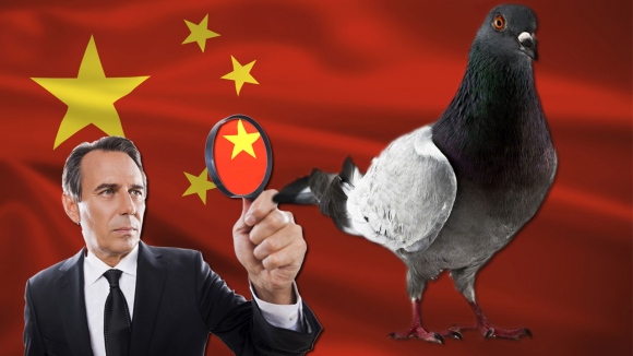 China Security Pigeons