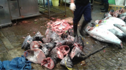 Remains of the bluefin tuna on auction at the fish market (mostly heads)