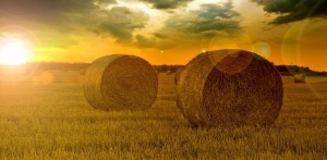 Cash-In on the Long-Term Trend in Farmland