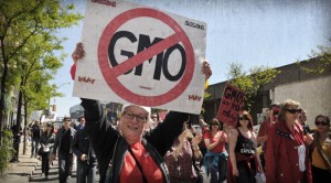 GMO Bombshell: Are GMOs Perfectly Safe After All?