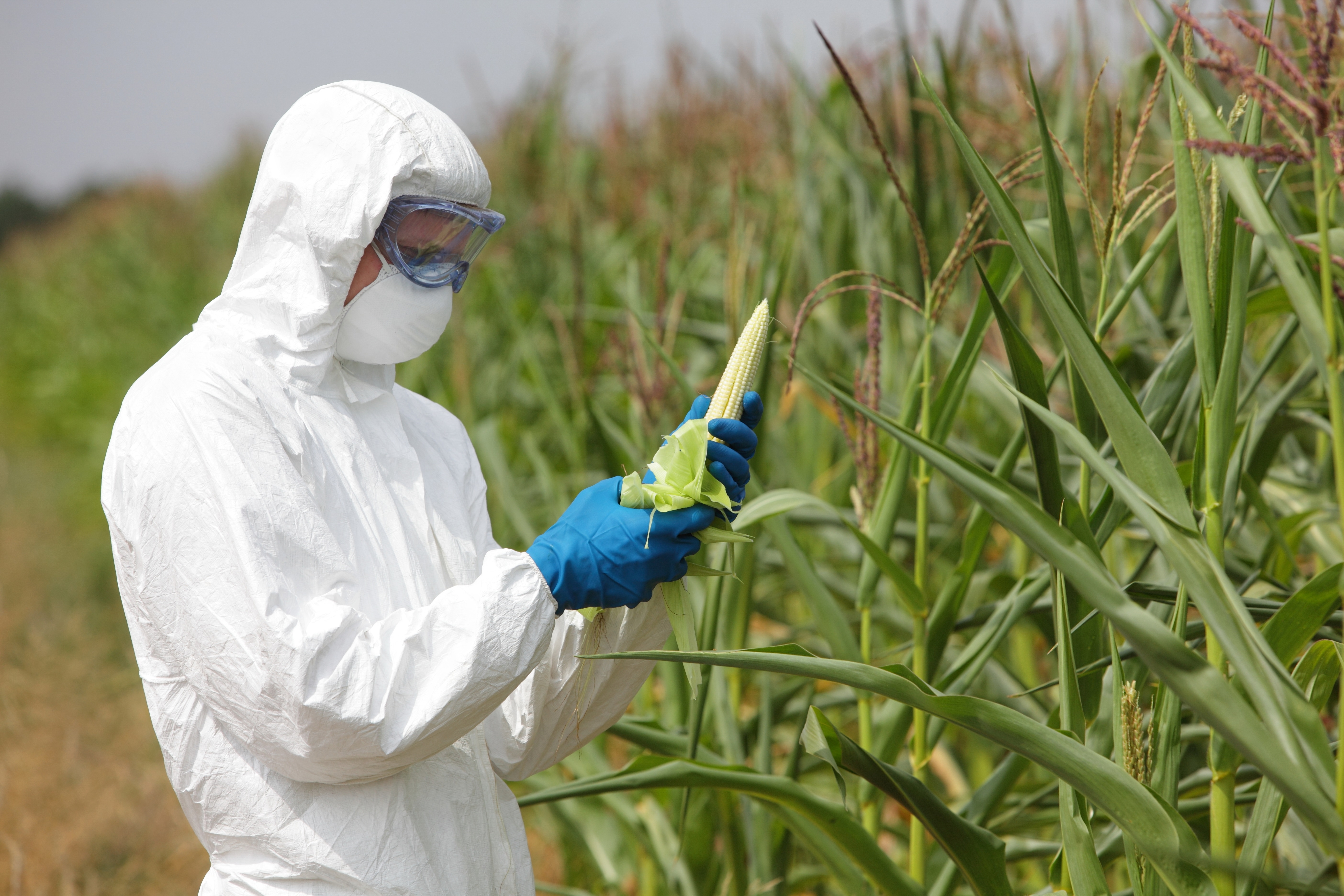 Первые пестициды. ГМО В сельском хозяйстве. Биотехнологии в сельском хозяйстве. Генная инженерия в сельском хозяйстве. ГМО растения.